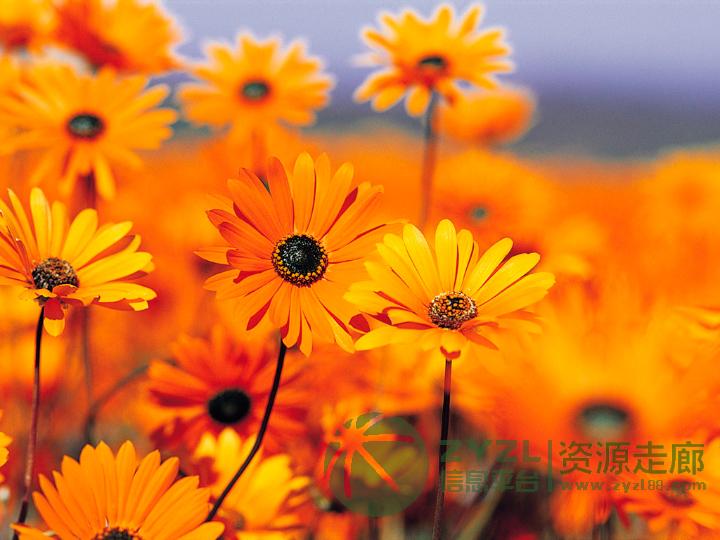 天线，PCB天线，FPC天线，全向天线，定向天线